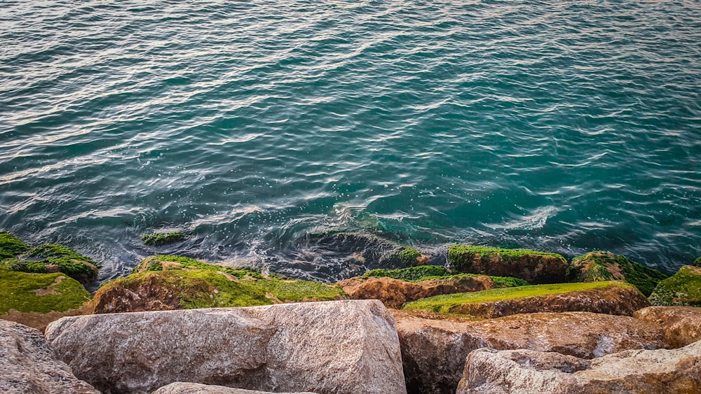 green grass near body of water during daytime