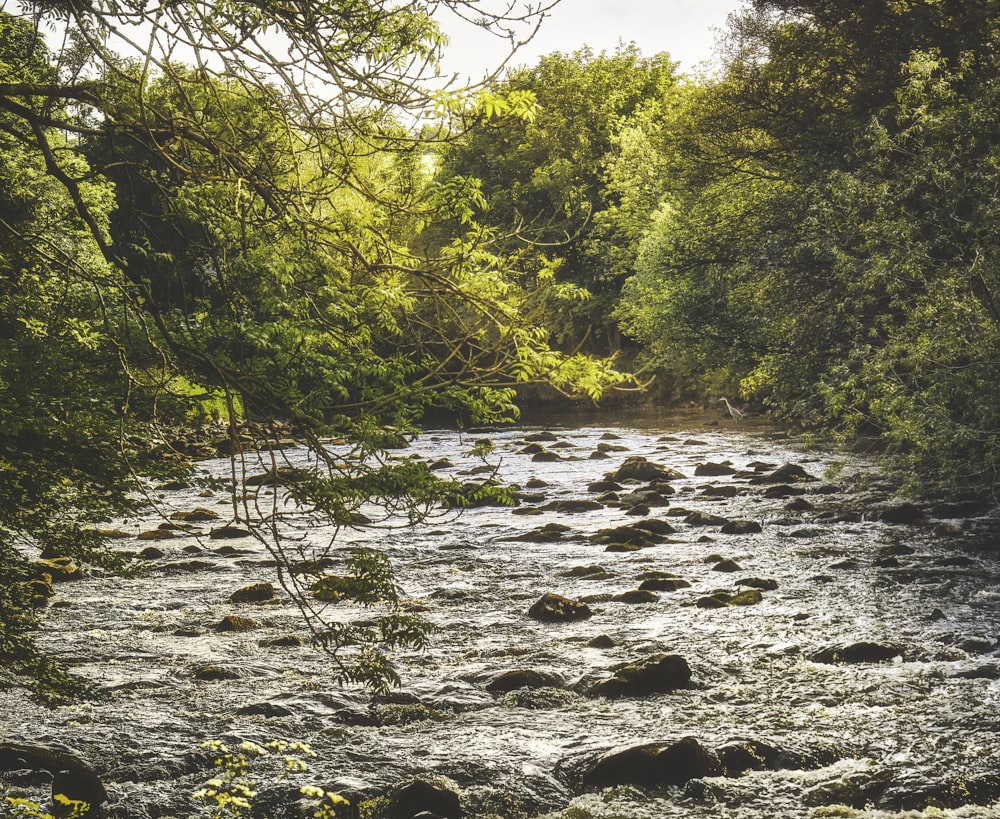 green trees beside river during daytime