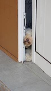 white long coated small dog