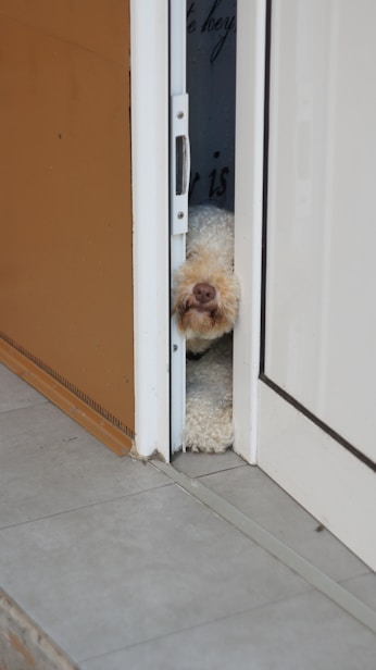 white long coated small dog