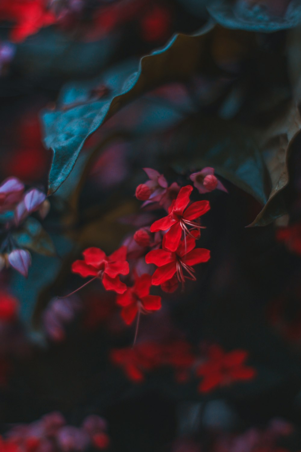 red flowers in tilt shift lens