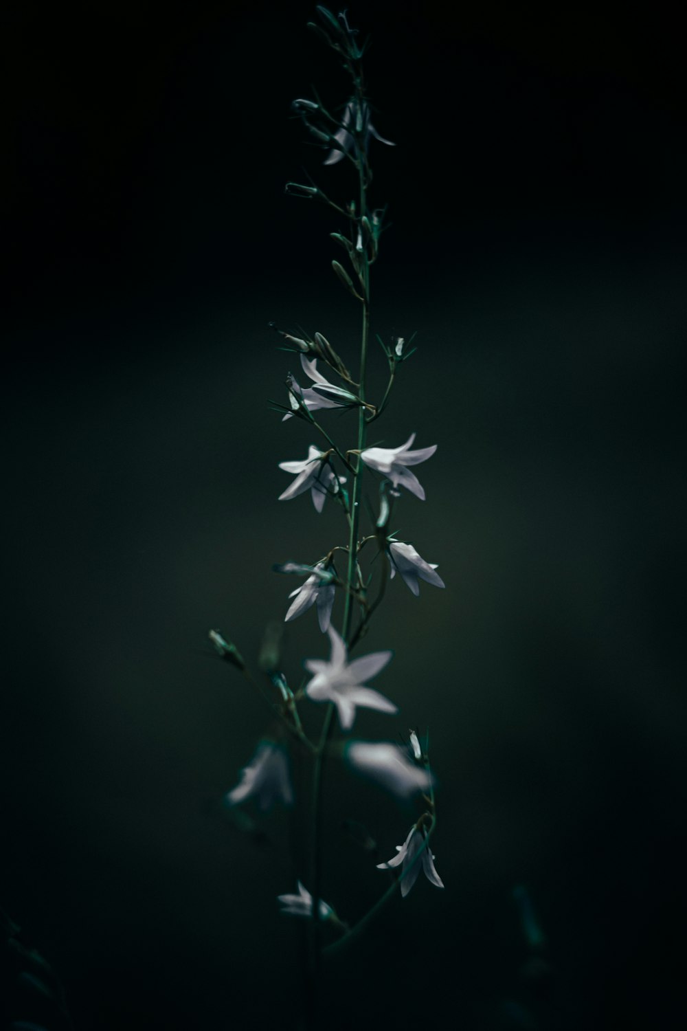 white flower in tilt shift lens