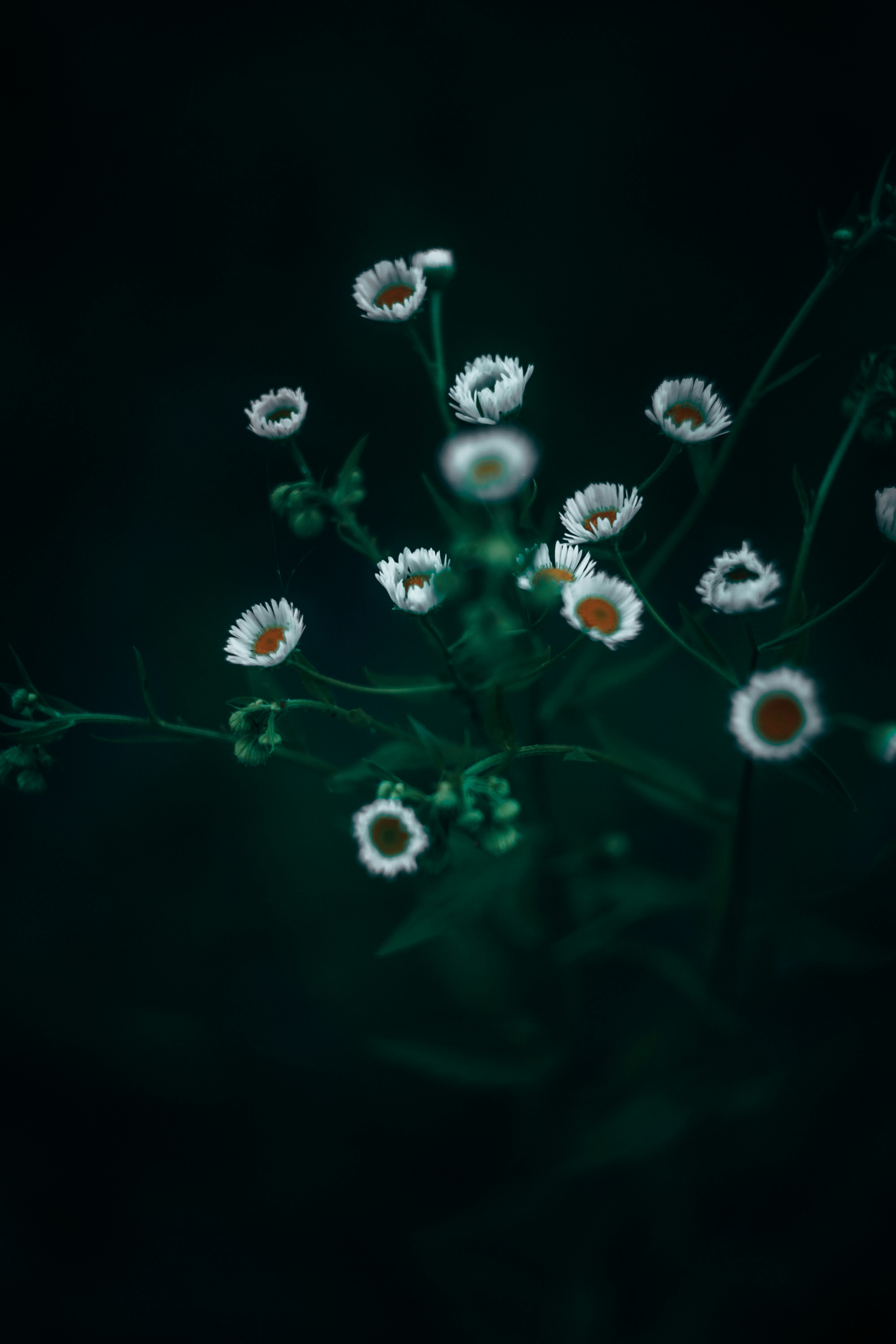 weiße und rote Blütenblätter