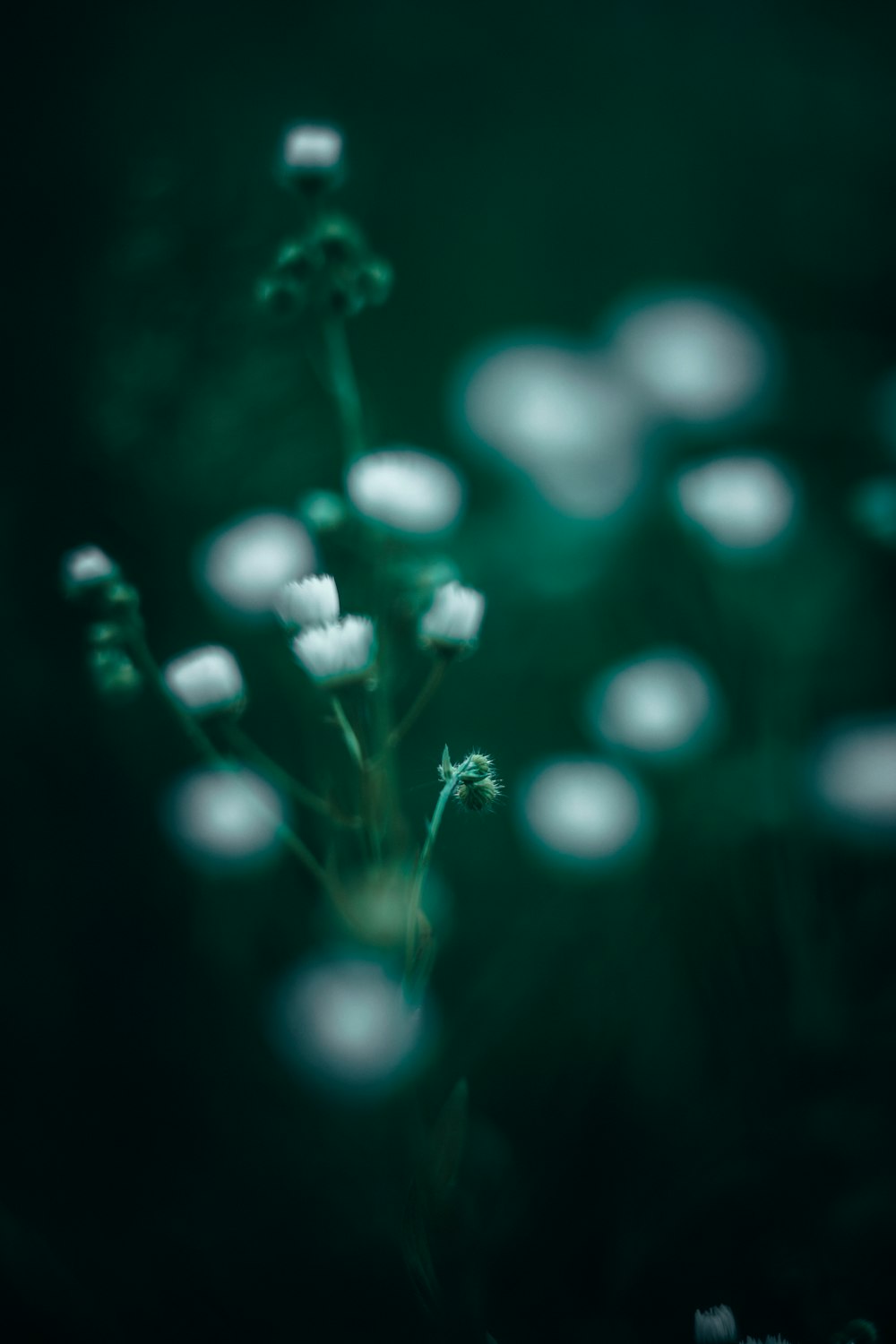 white flower buds in black background