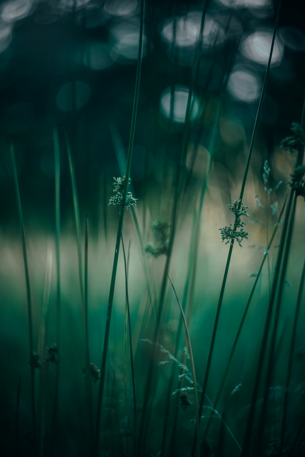 erba verde in primo piano fotografia