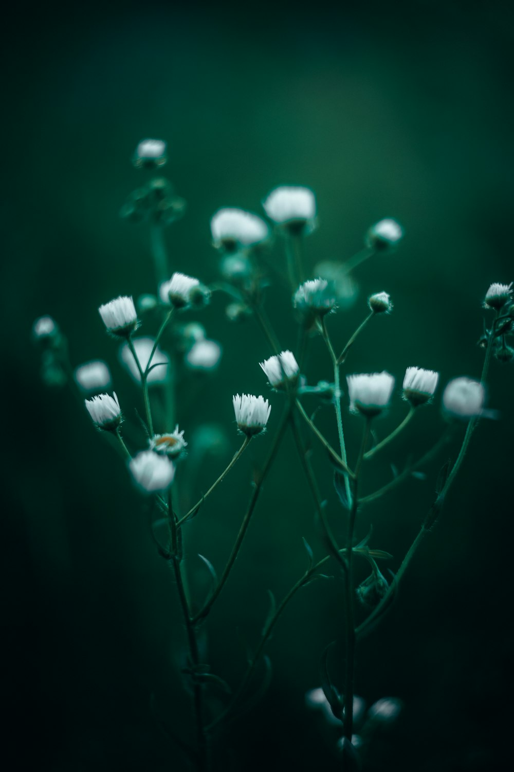 white flower in tilt shift lens