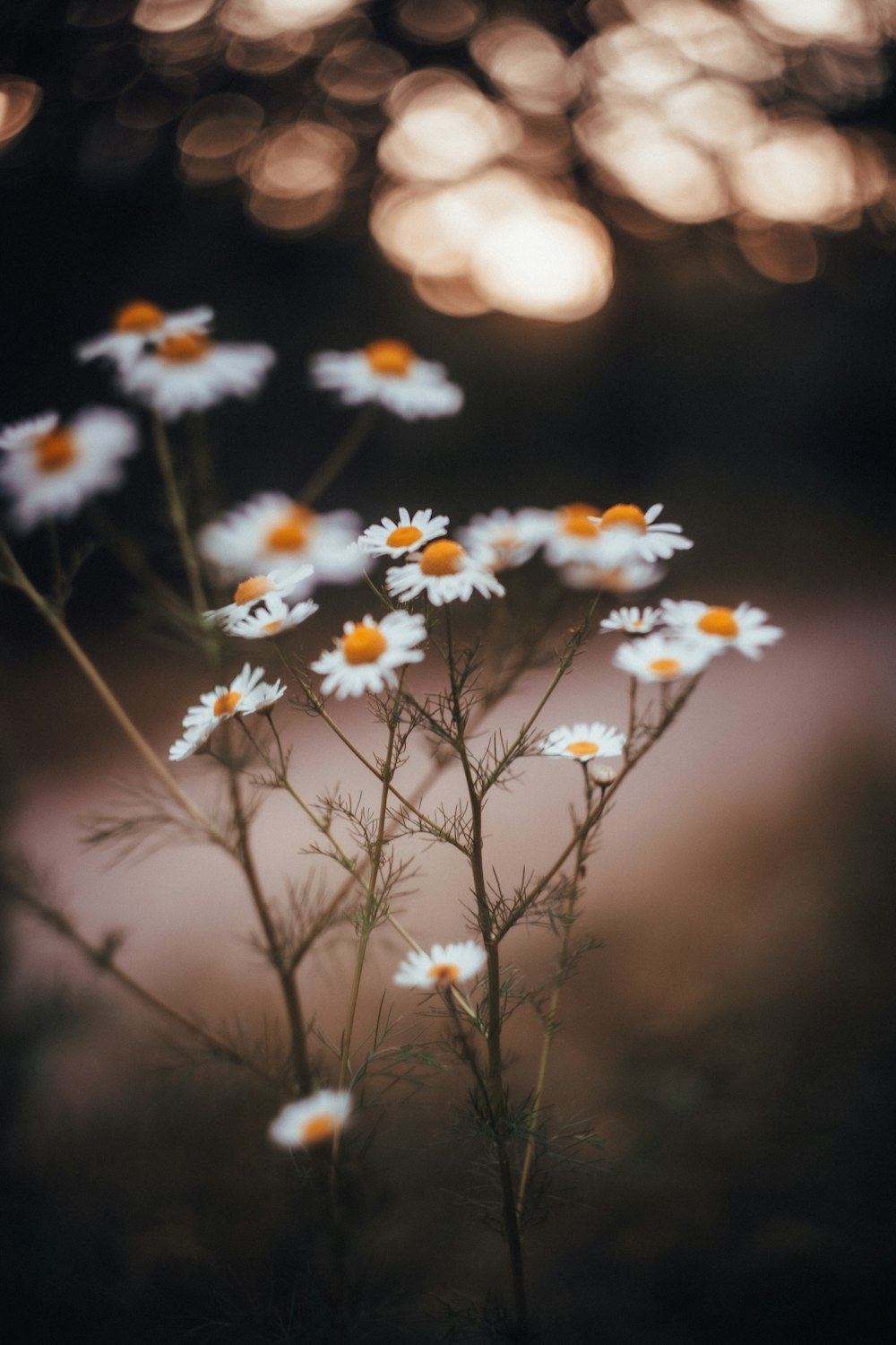 white and yellow flowers in tilt shift lens