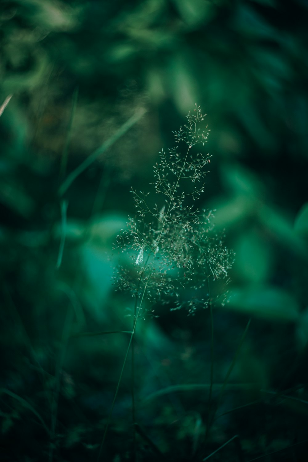 white dandelion in close up photography