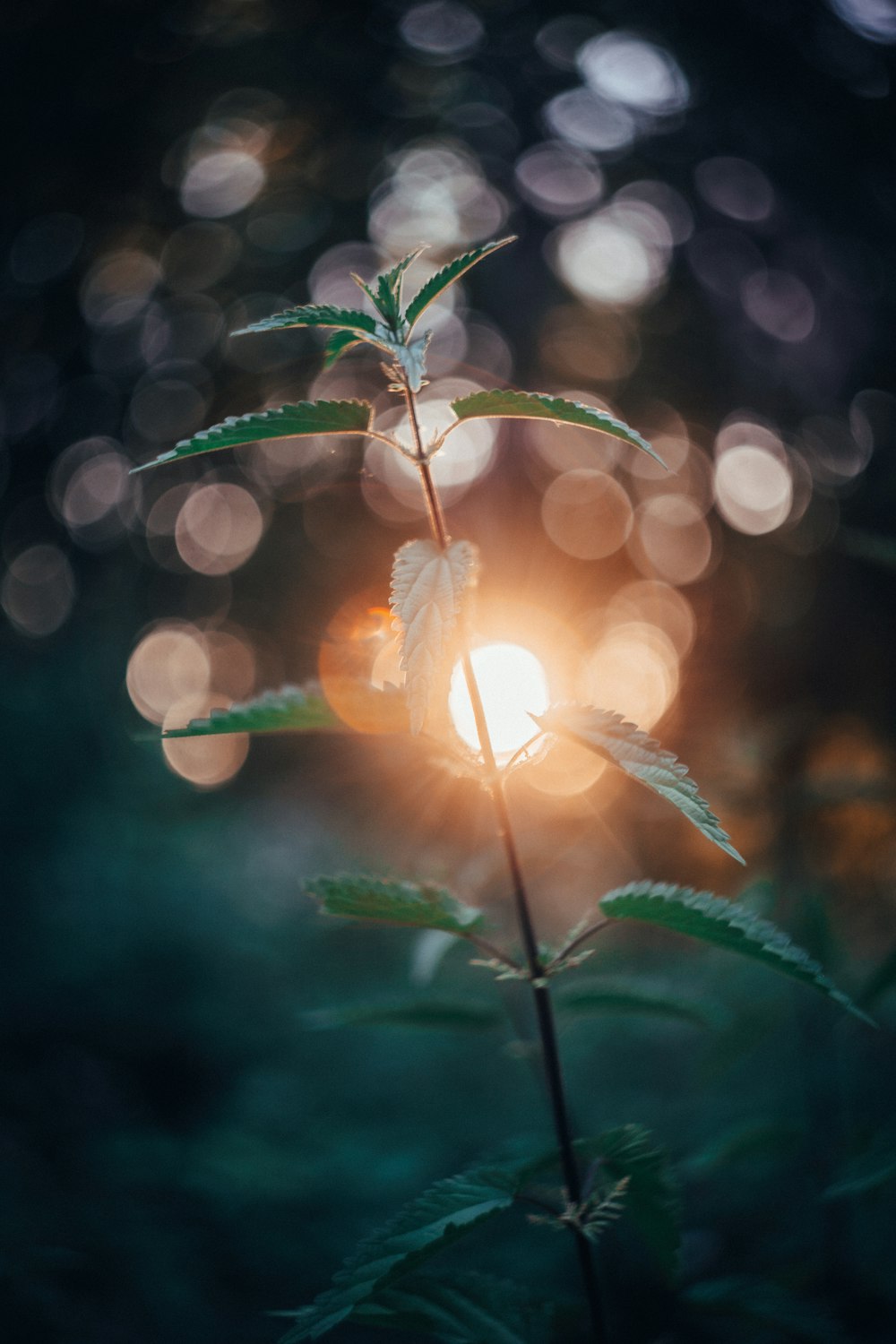 green plant with yellow light