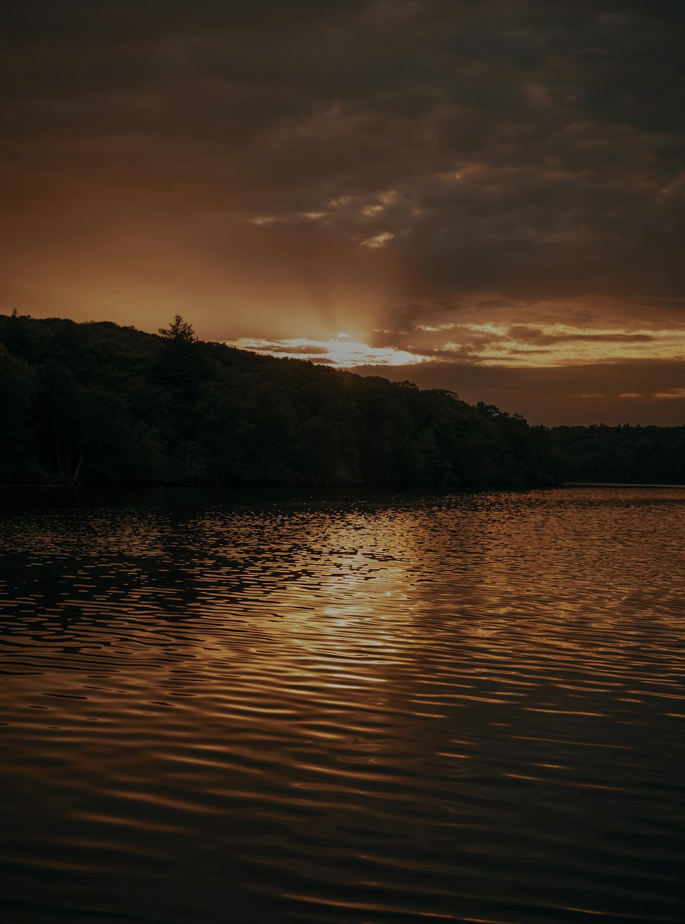 silhouette of trees near body of water during sunset