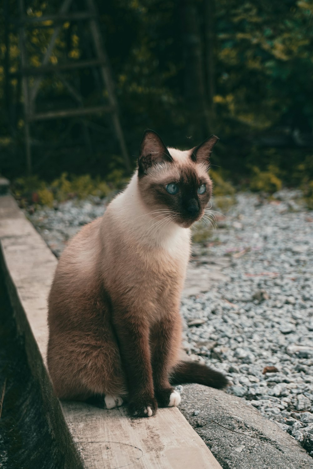 brown and black cat on gray rock