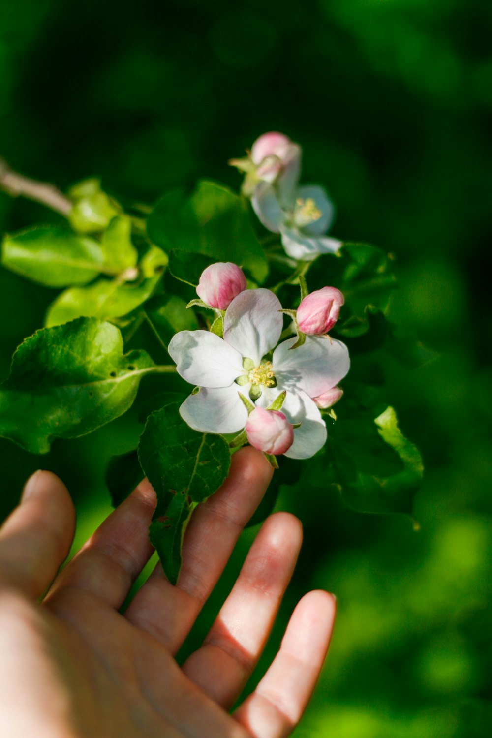 person holding white and purple flower