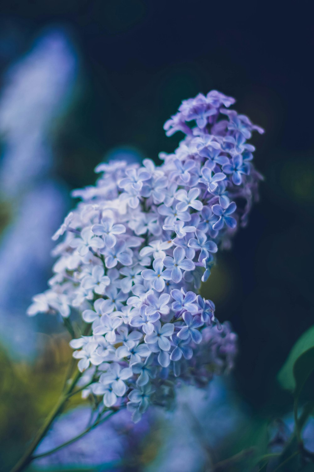 blue and white flower in close up photography