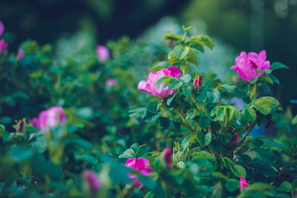 pink flower in tilt shift lens