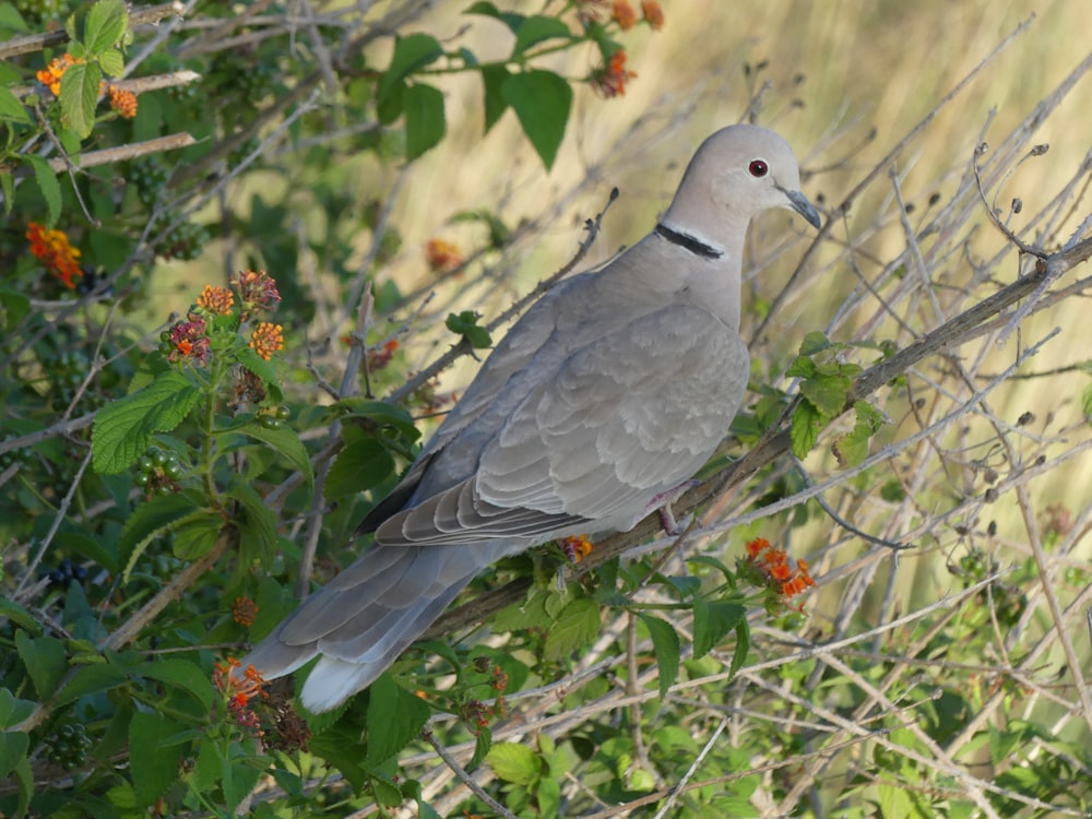 grey and white bird on tree branch