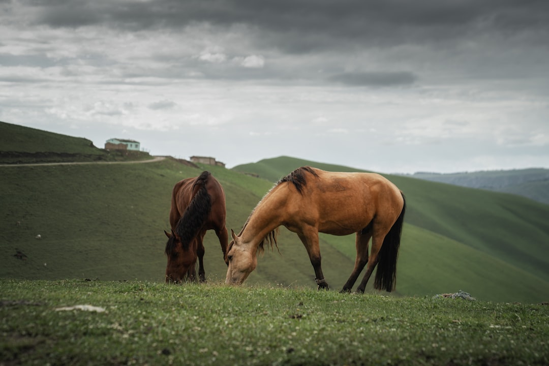 brown horse on green grass field under white clouds during daytime