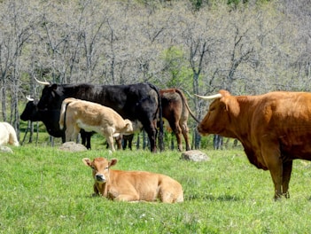 brown and white cow on green grass field during daytime