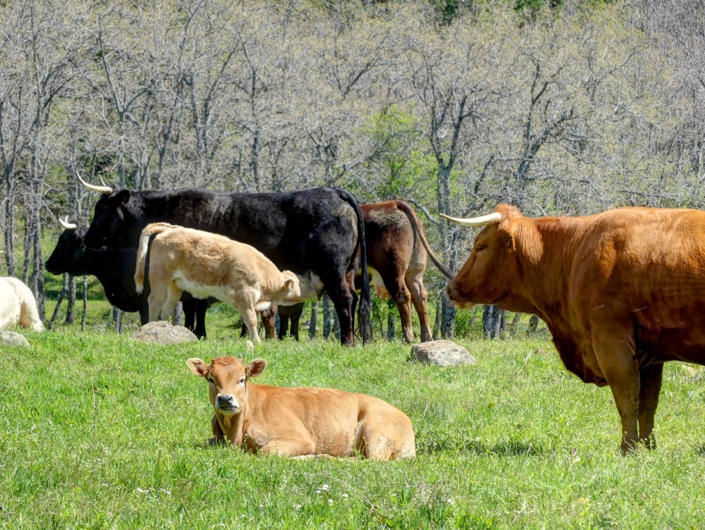 brown and white cow on green grass field during daytime