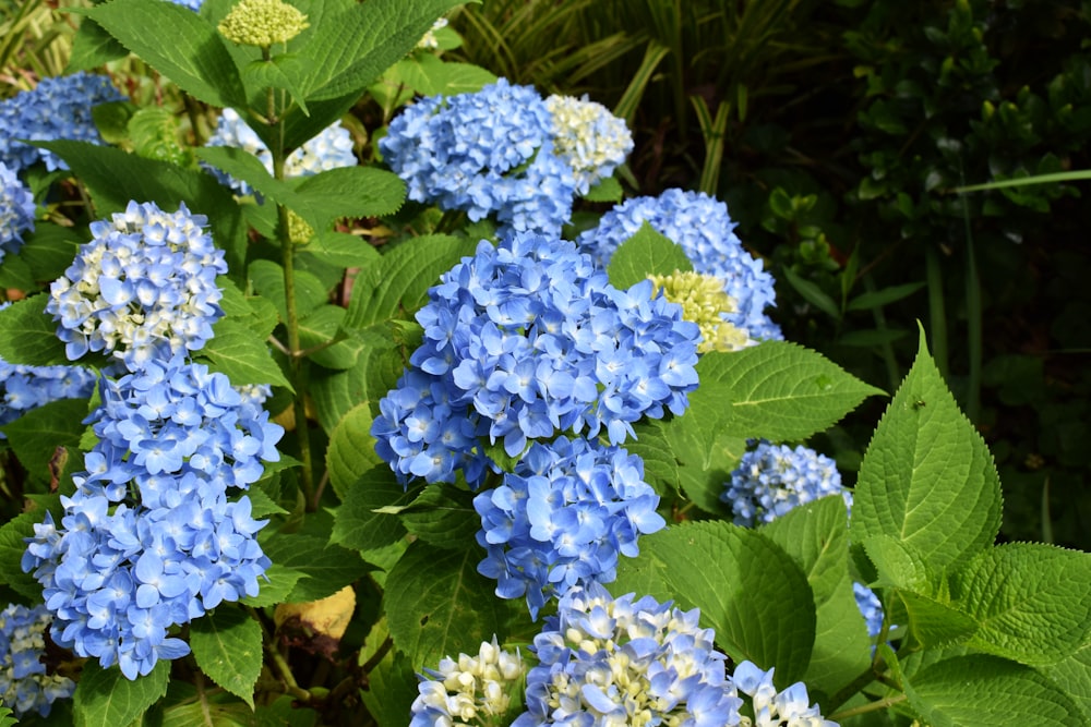 purple and white flowers with green leaves