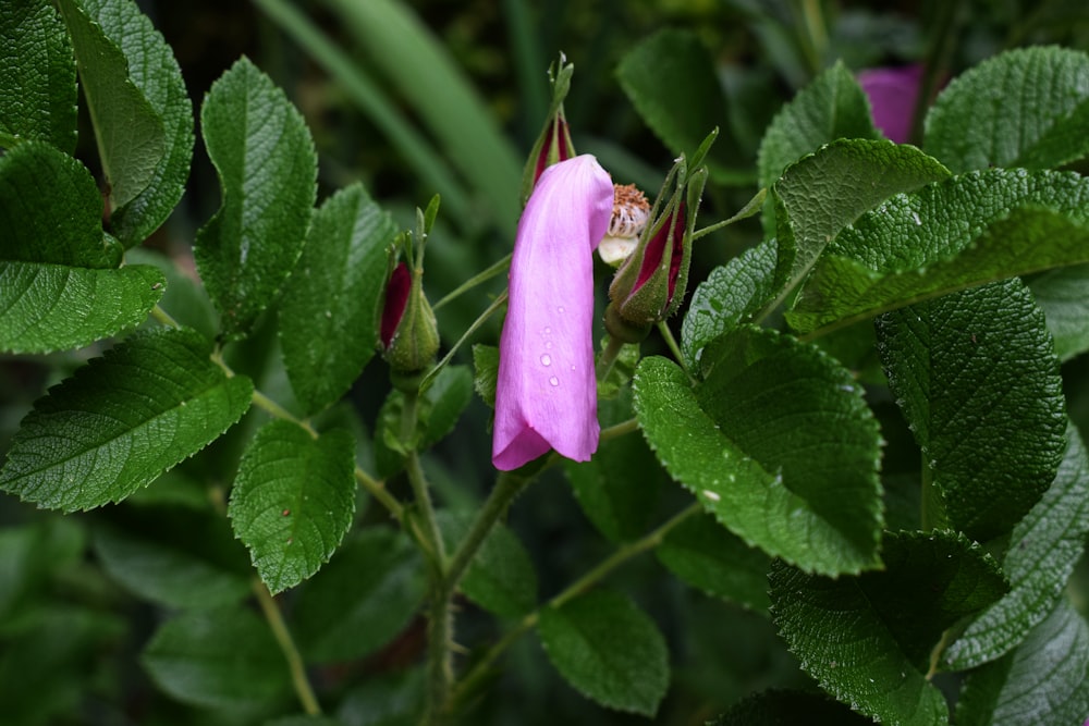 pink flower bud with green leaves