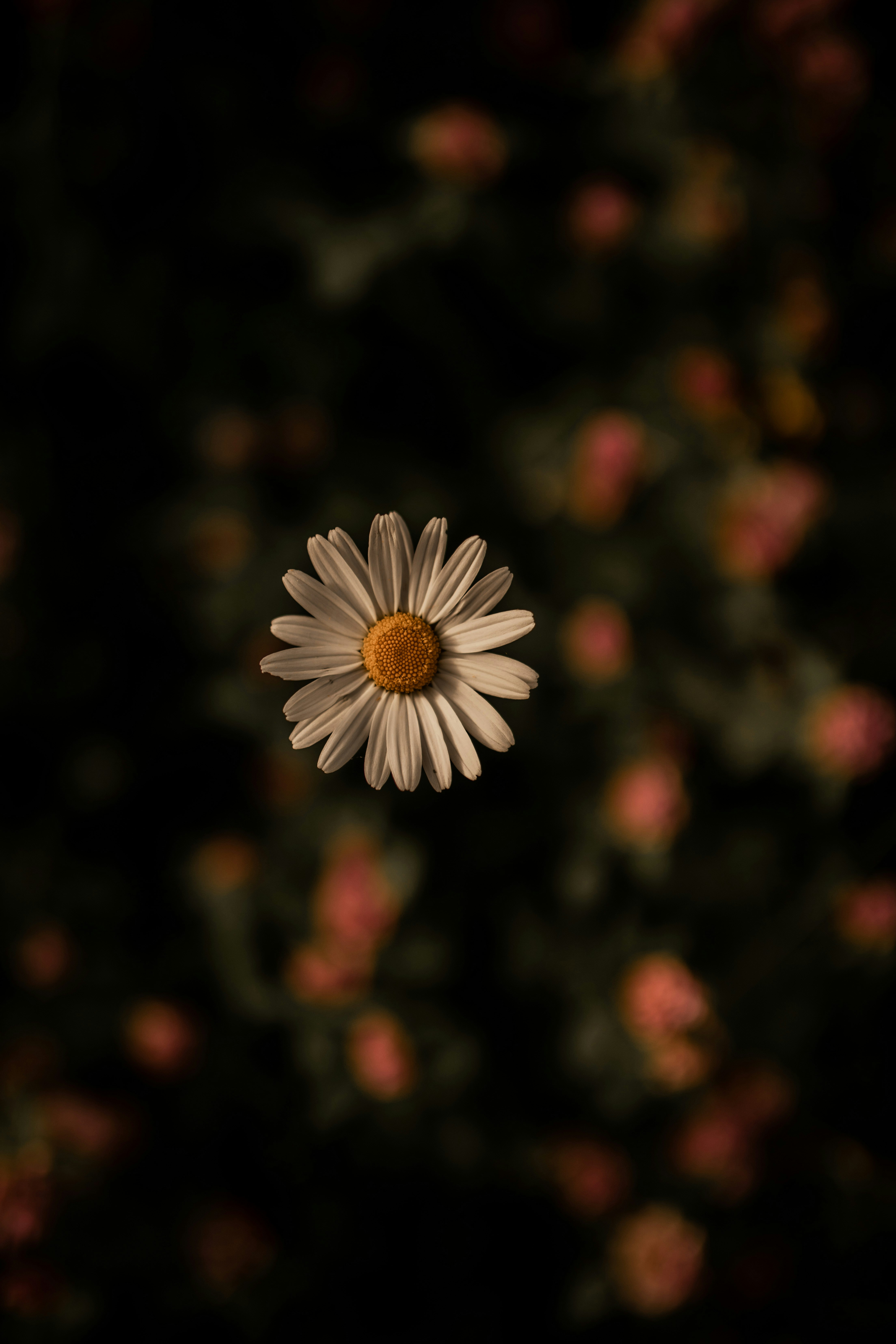 Photo by kajareichardtphotos