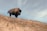 A close-up of a majestic American bison standing on the open prairie under a cloudy sky.