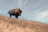 A close-up of a majestic American bison standing on the open prairie under a cloudy sky.