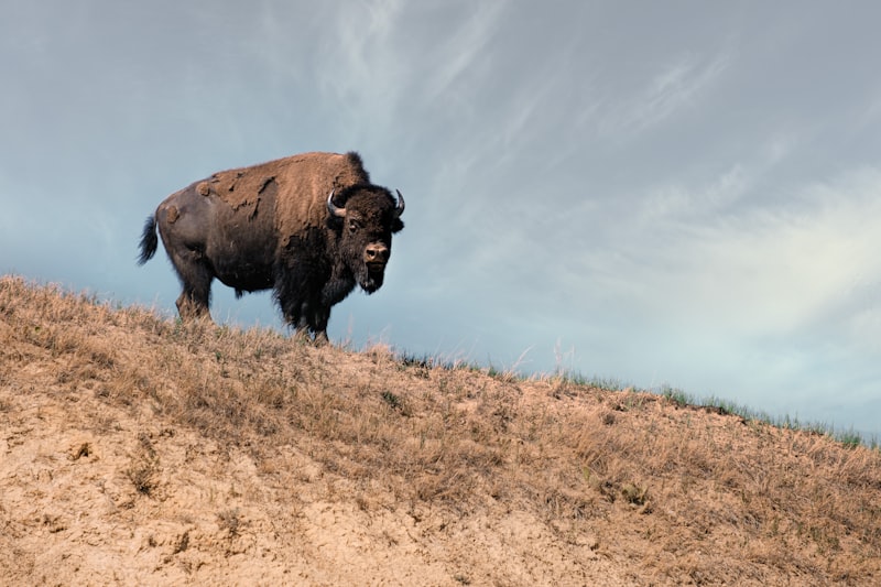 A lone bison standing on a bare badlands ridge against a pale blue sky streaked with cloud