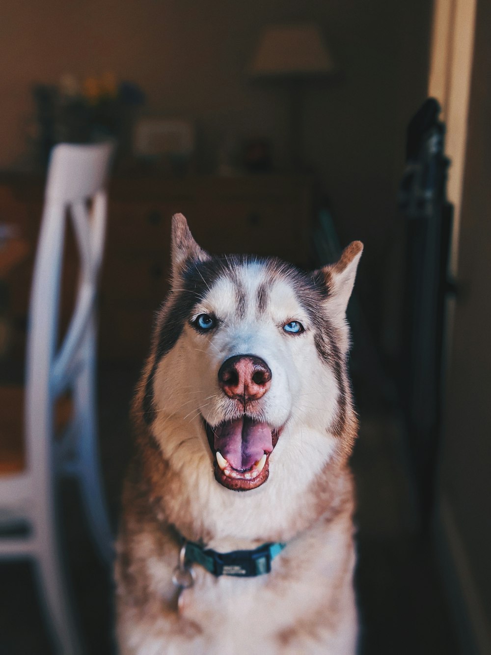 brown and white siberian husky