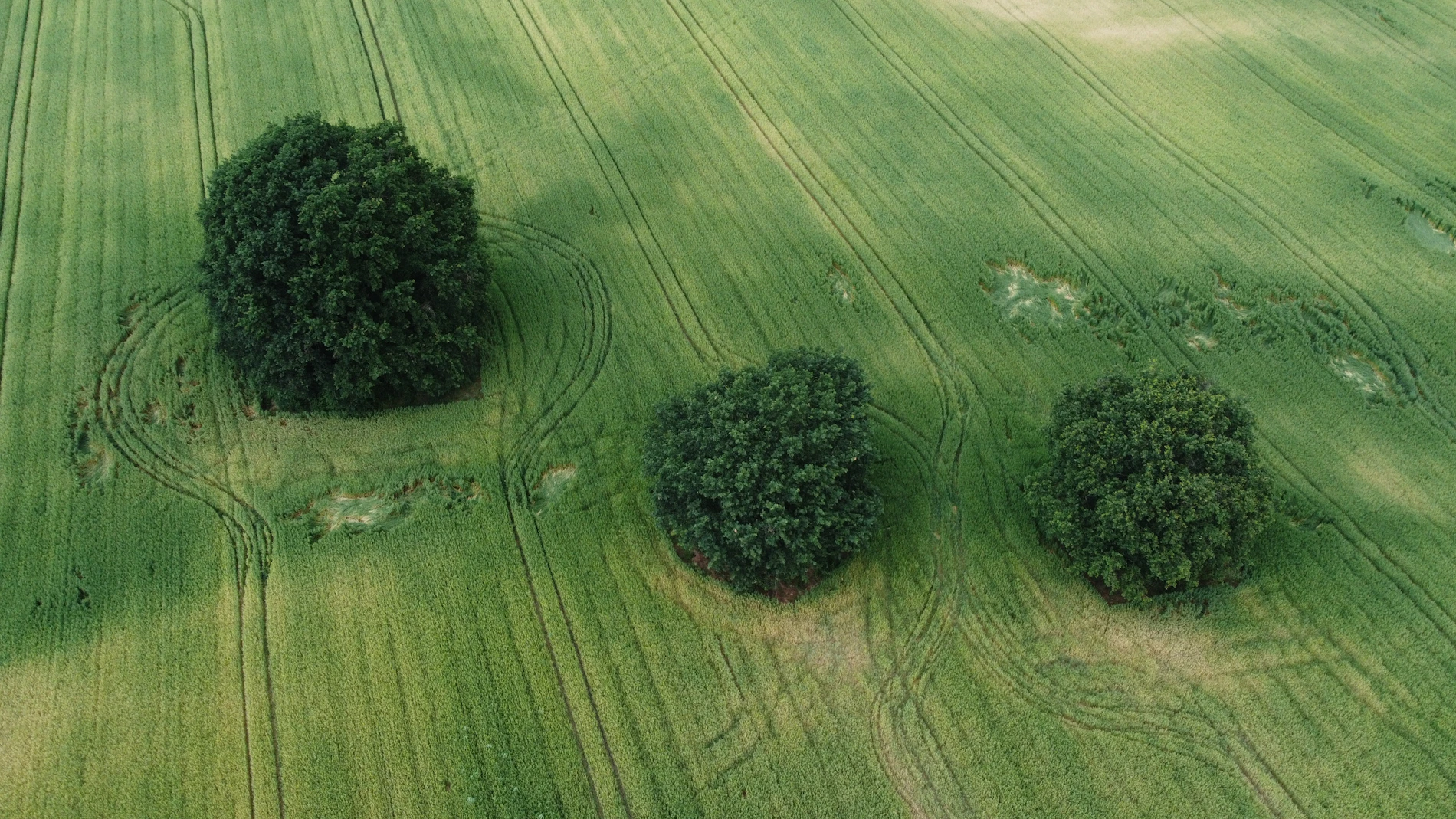 Open agricultural fields bordered by woodland and trees