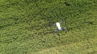 white and black charger on green grass