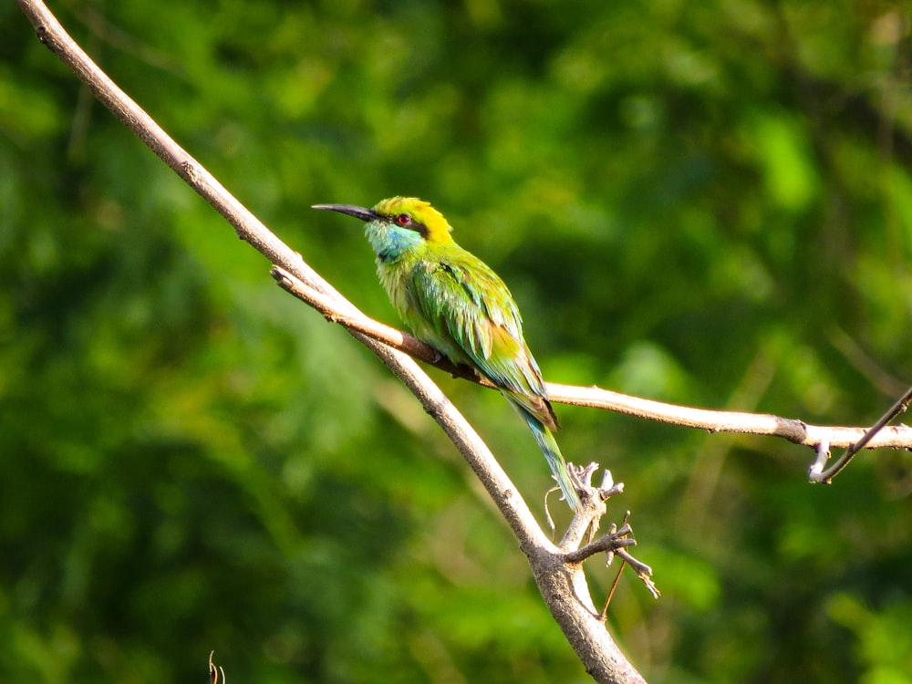 green and yellow bird on brown tree branch during daytime