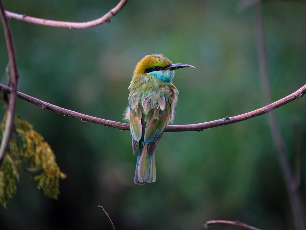 green and yellow bird on tree branch