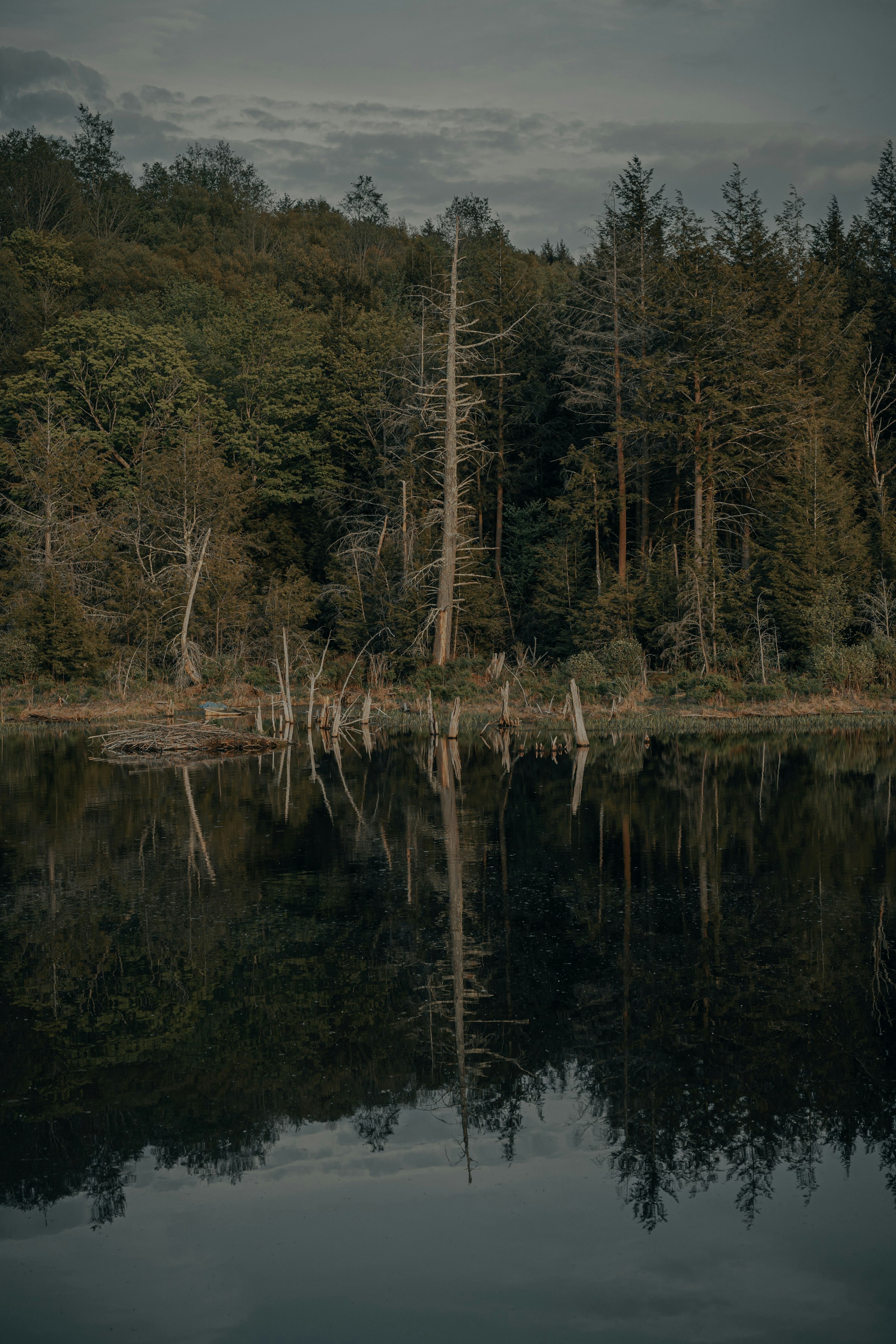 green trees beside body of water during daytime