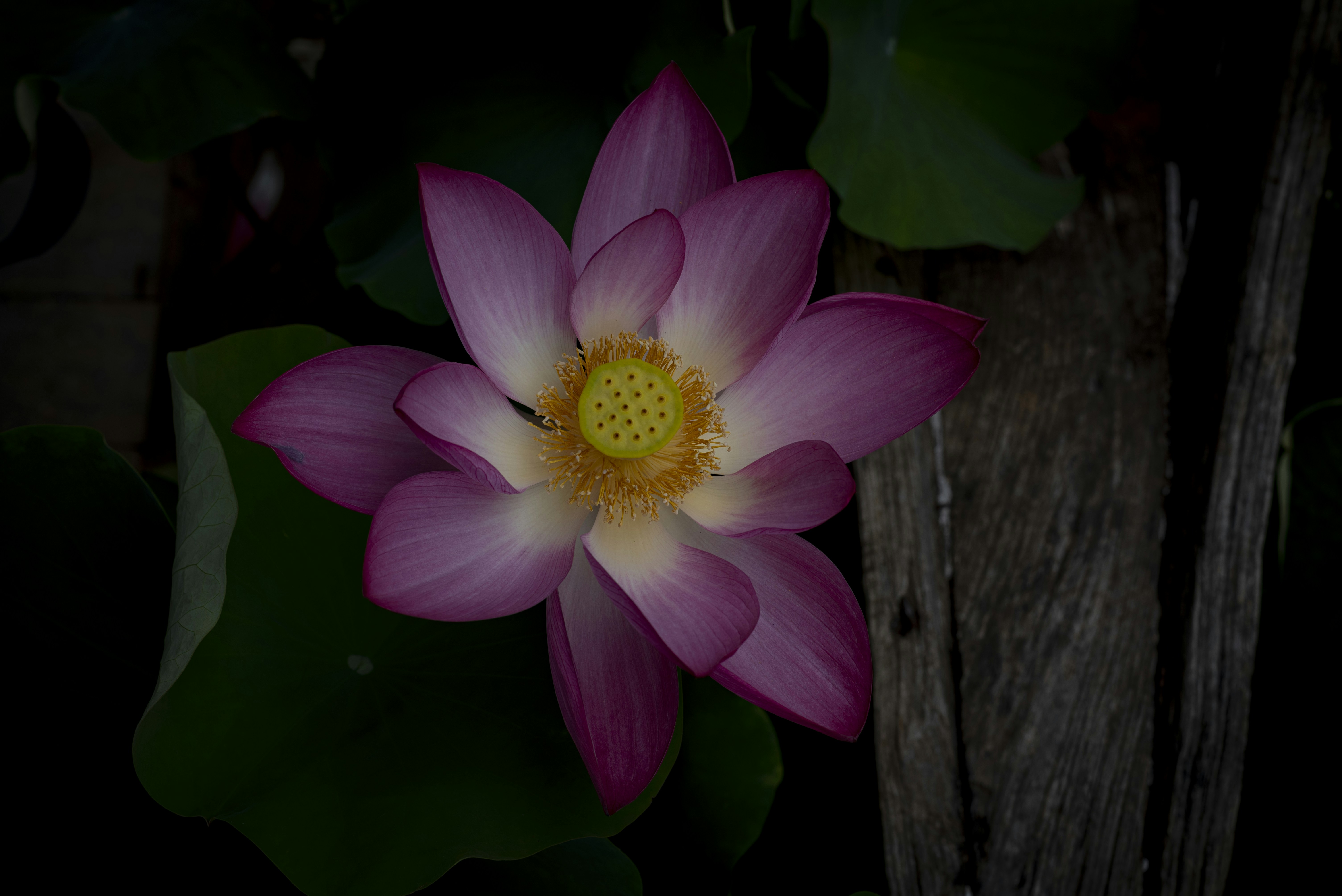 Black Lotus Legend