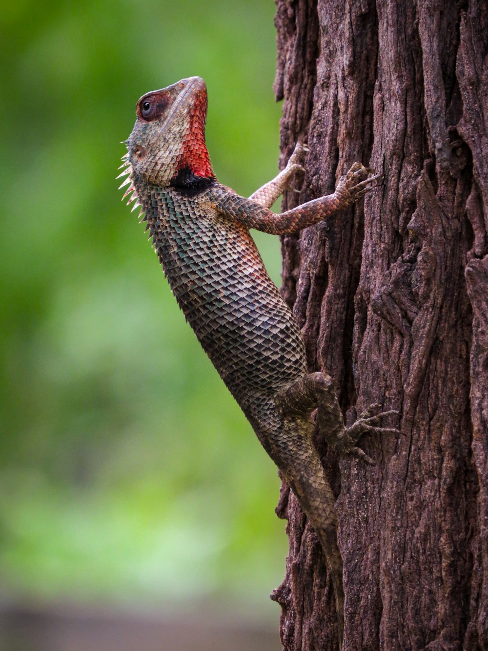 brown and black lizard on brown tree branch during daytime