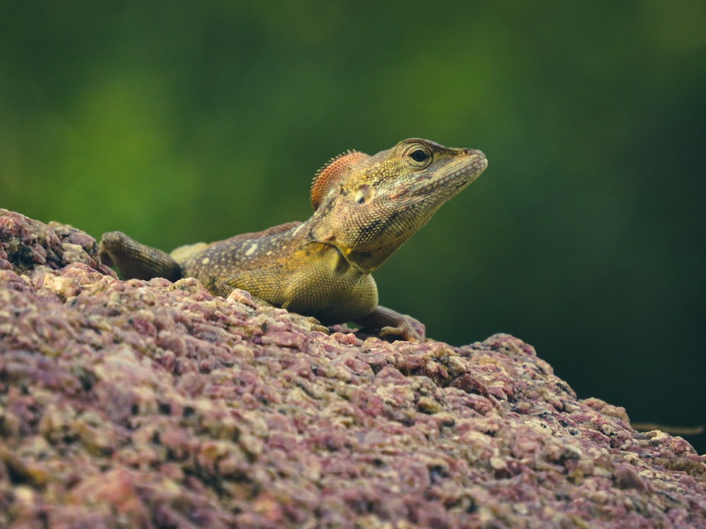 brown and black lizard on brown rock during daytime