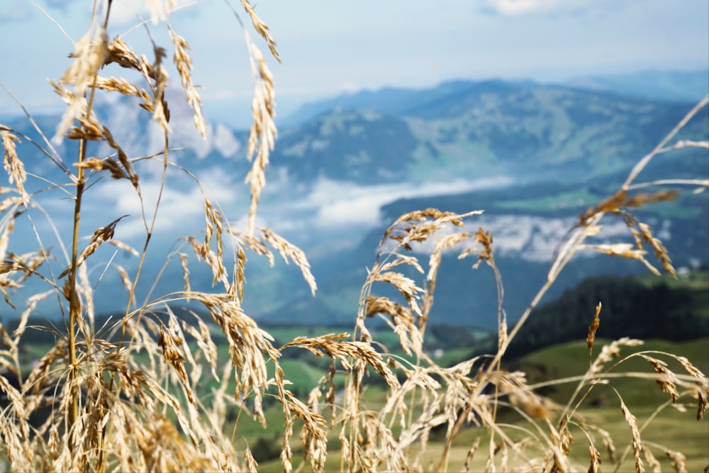 brown grass near green mountain during daytime