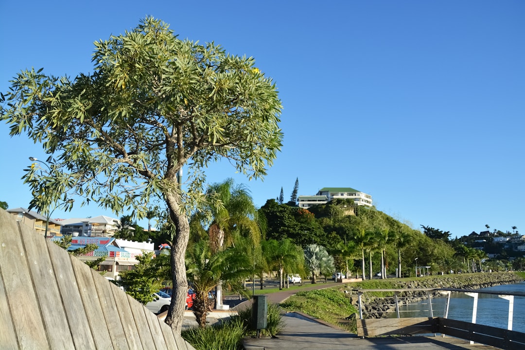 green tree near white concrete building during daytime