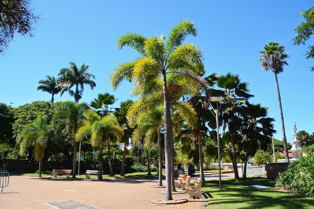 green palm trees on park during daytime