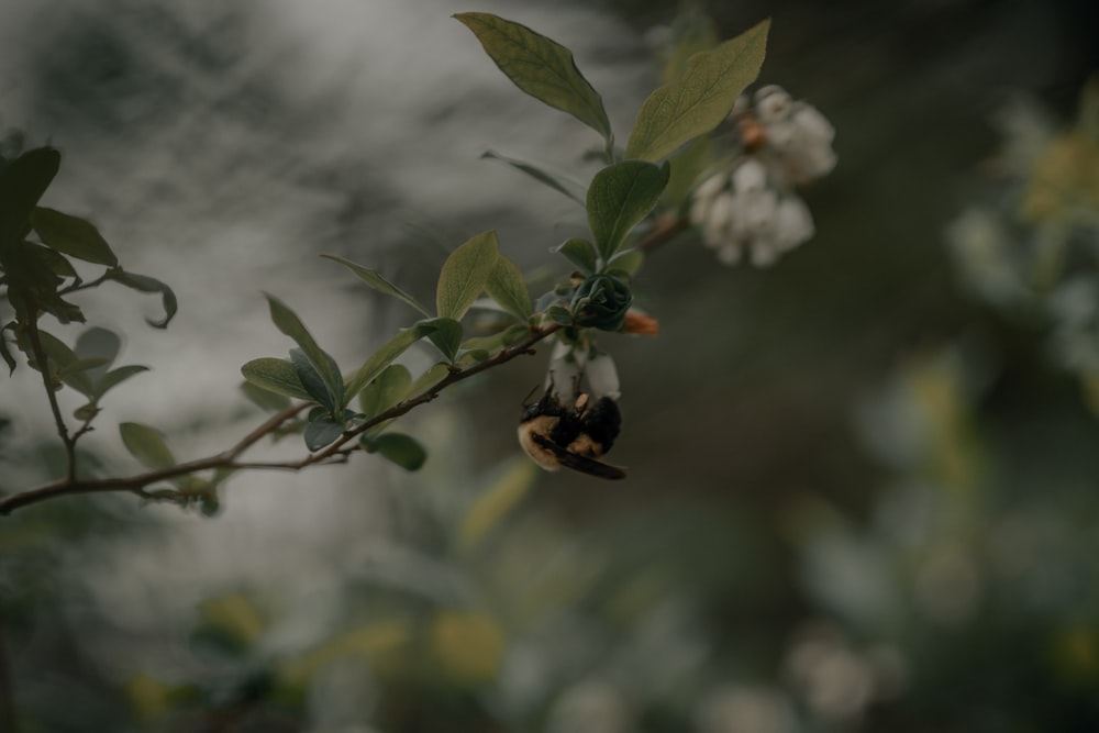 white cherry blossom in close up photography