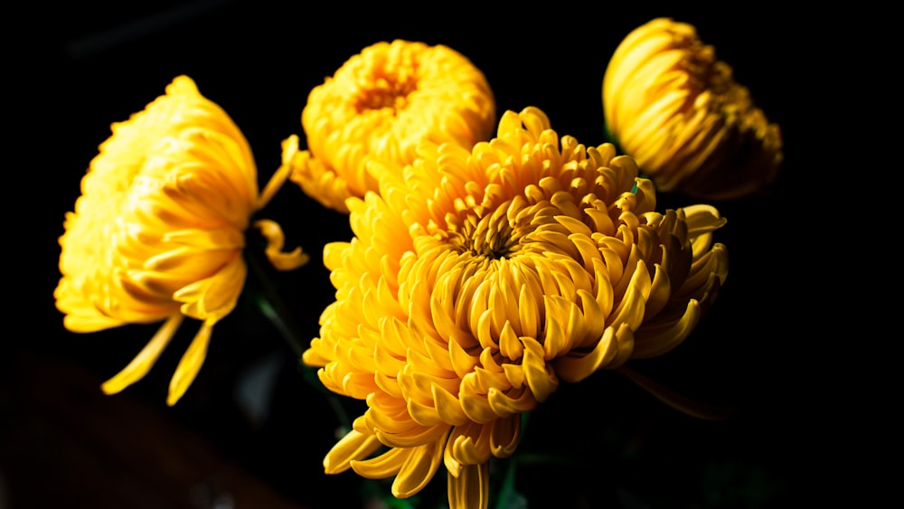 yellow flower in macro lens