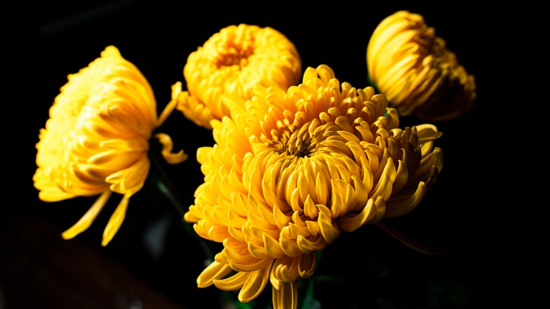 Chrysanthemum