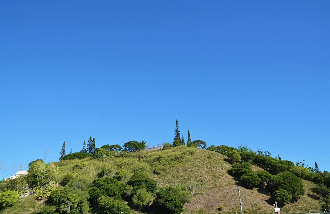 green trees on hill under blue sky during daytime