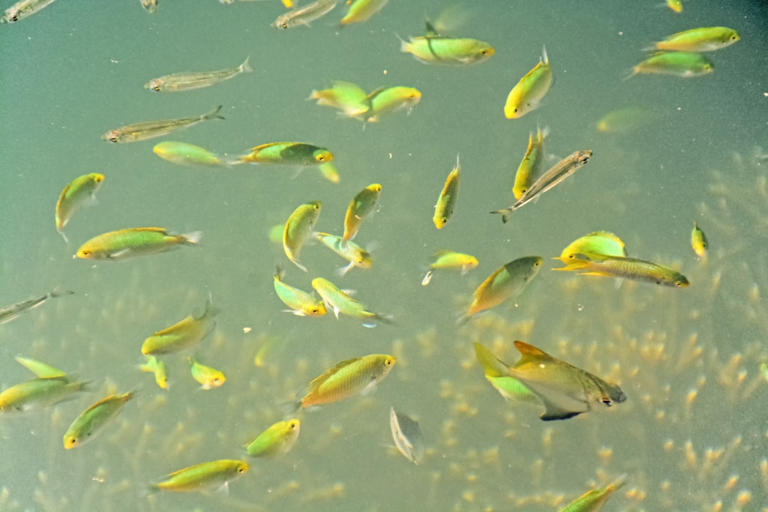 school of yellow and silver fish