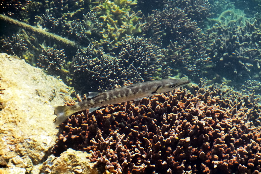 gray and black fish in fish tank