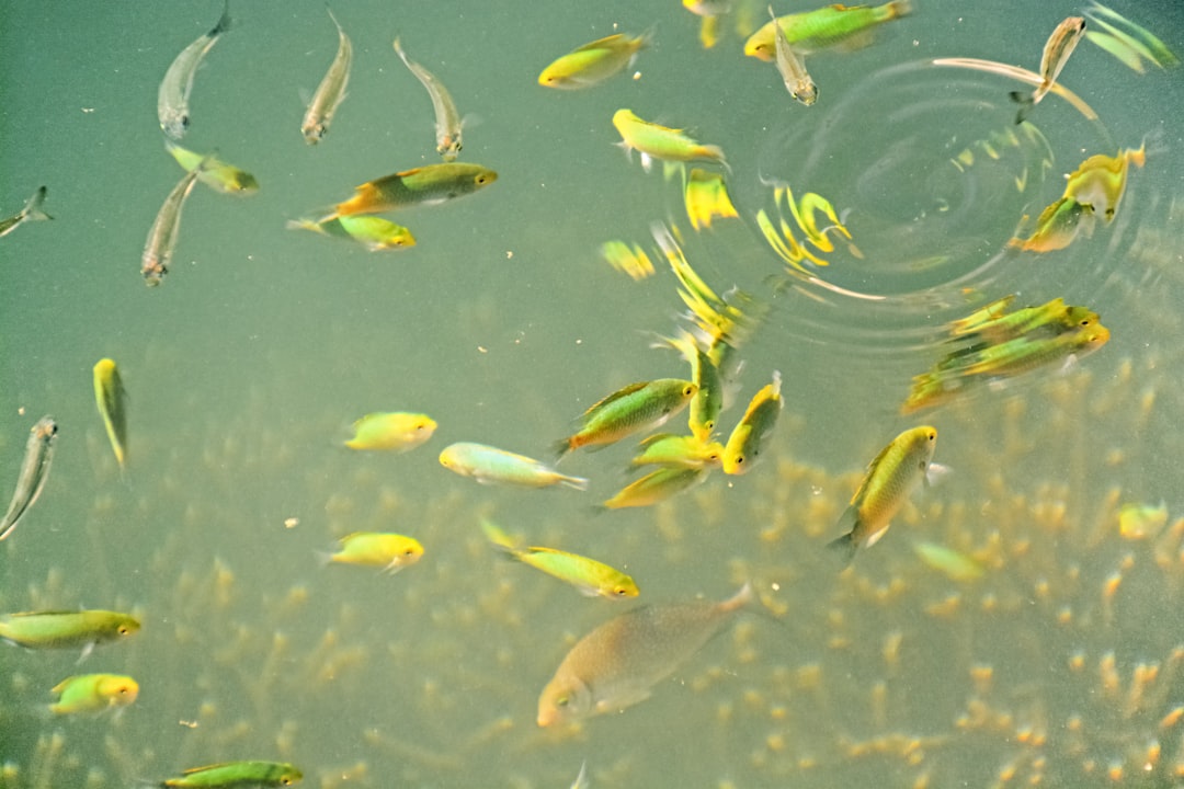 school of yellow and silver fishes on water
