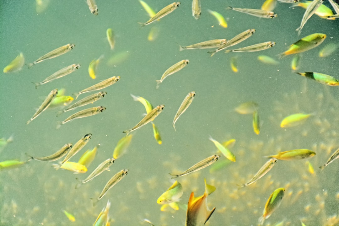 yellow and white fishes on water