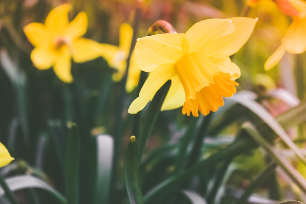 yellow daffodils in bloom during daytime