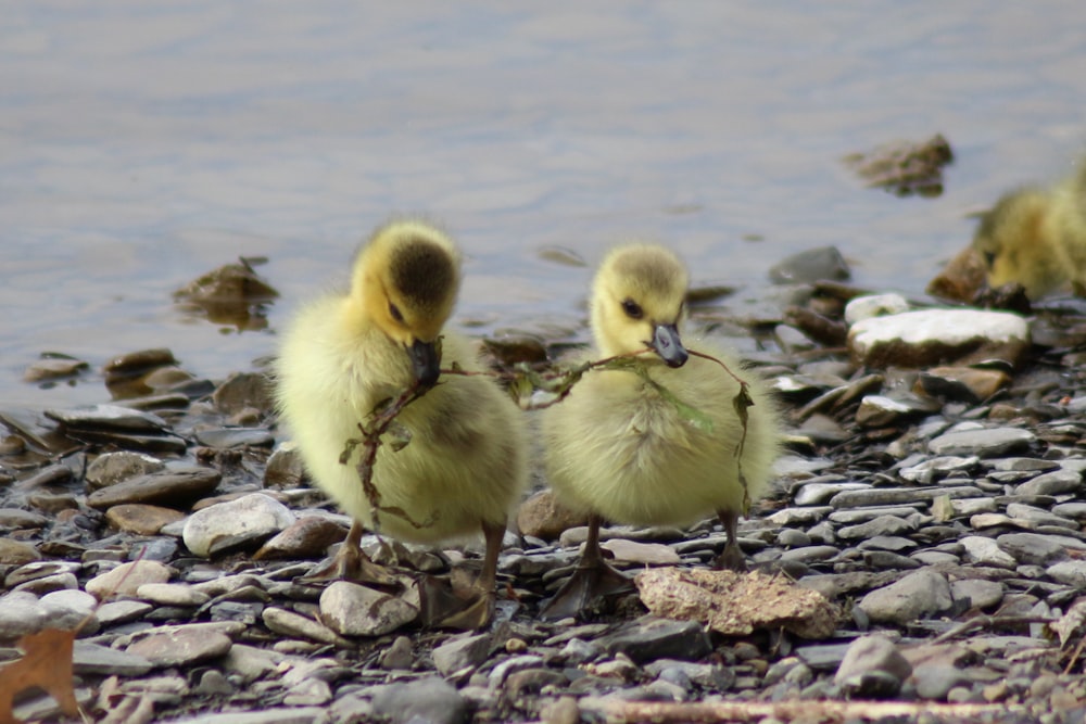 two yellow ducklings on gray rocks